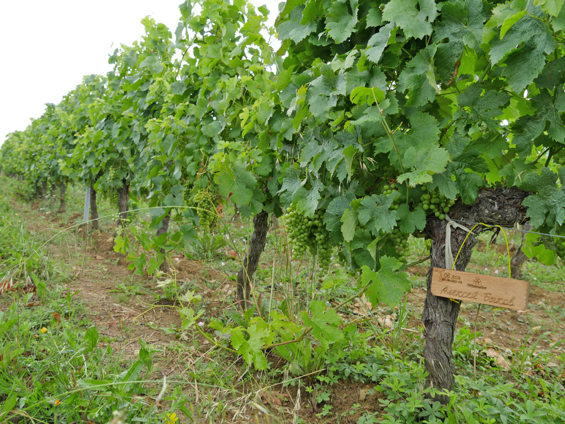 Виноградник на урожай